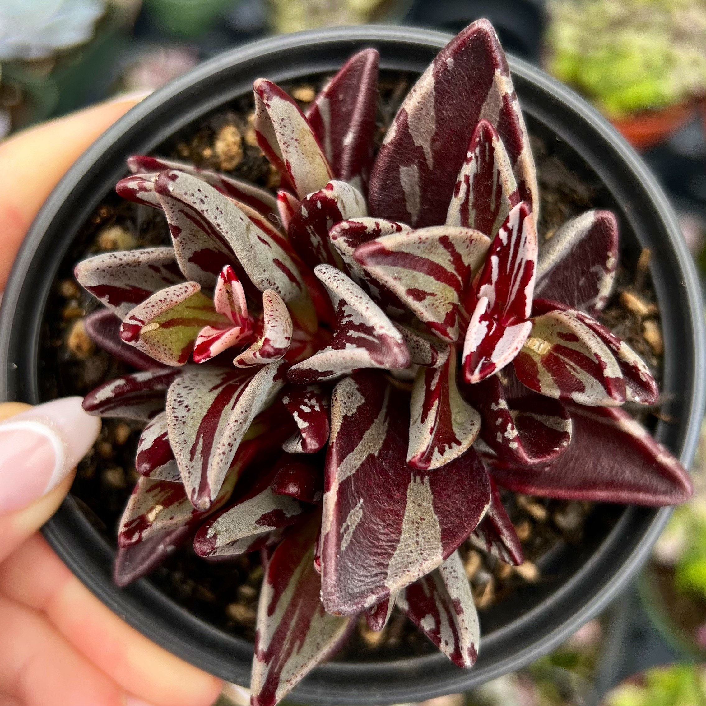 zamioculcas zamiifolia raven variegata Zamioculcas Zamiifolia "Raven ZZ" Pink Variegated (wk17-UQ)  Rare Plant  Fairy