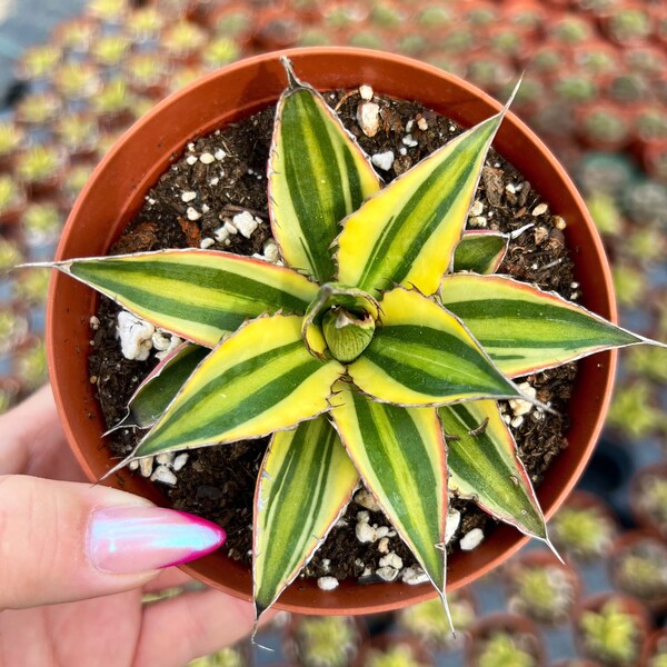 4” Agave Lophantha Quadricolor