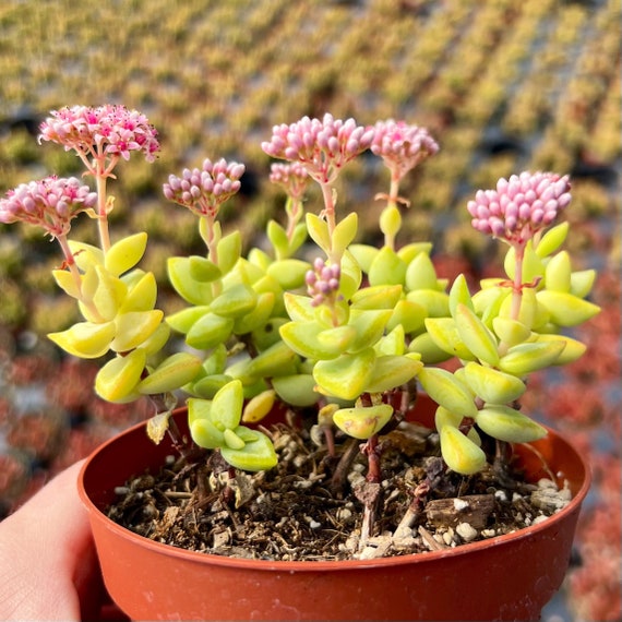 4 Crassula Rupestris  Baby's Necklace Succulent  Pink Flowering Live  Plant - Etsy