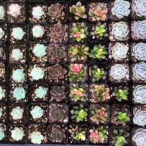 5/10 2 Assorted Colorful Succulents Plants / Potted image 10