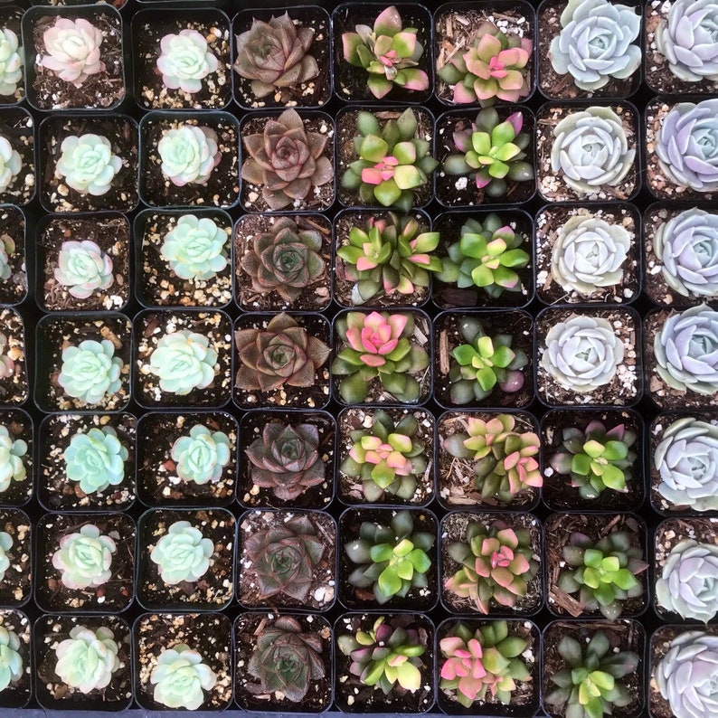 5/10 2 Assorted Colorful Succulents Plants / Potted image 10