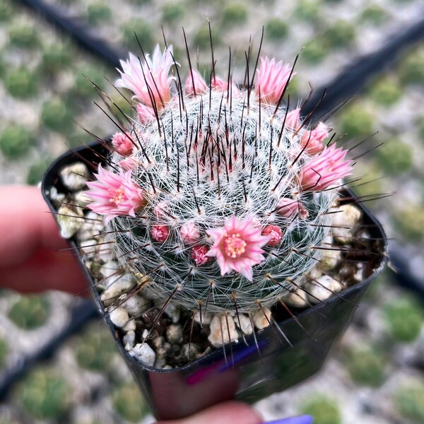 2” & 4” Mammillaria Ritteriana Cactus Succulent Plant
