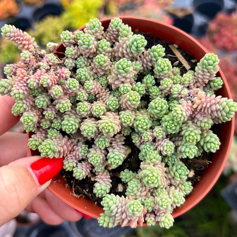 Propagate easily