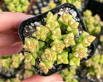 2” Crassula Toms Thumb