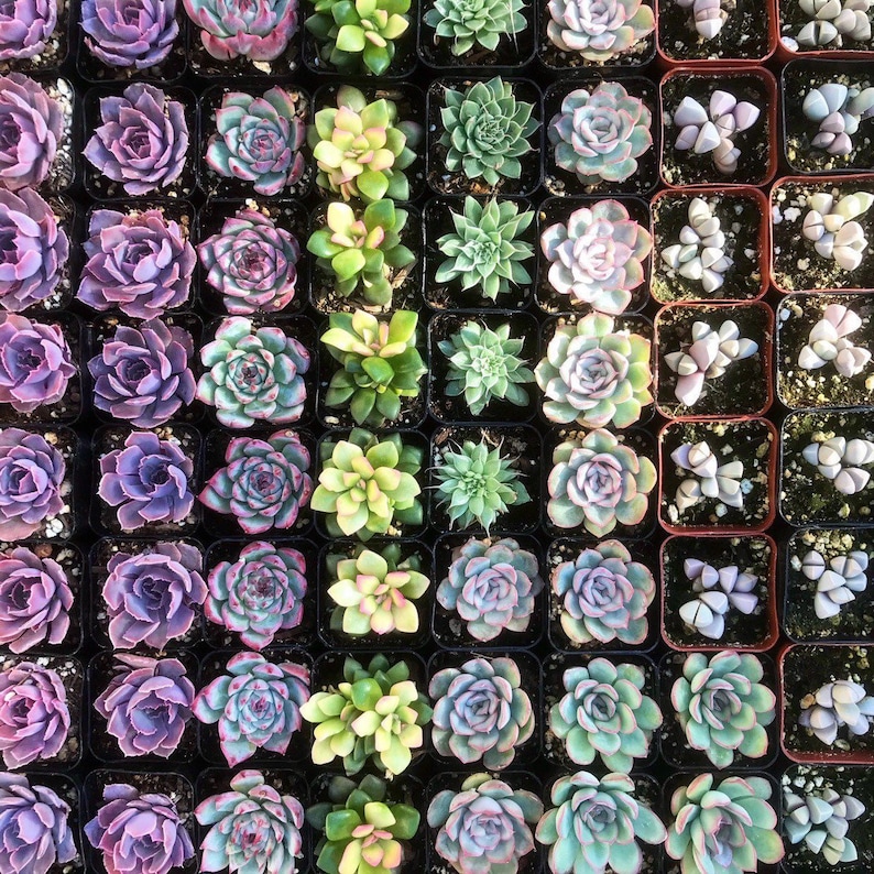 5/10 2 Assorted Colorful Succulents Plants / Potted image 5