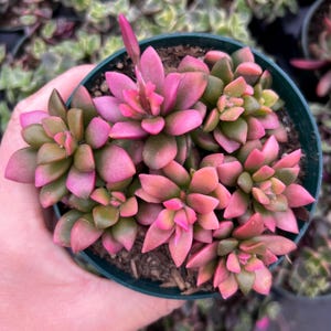 4” Sunrise Variegata / Variegated Succulent Plant