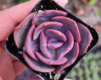 2” Echeveria Dusty Rose