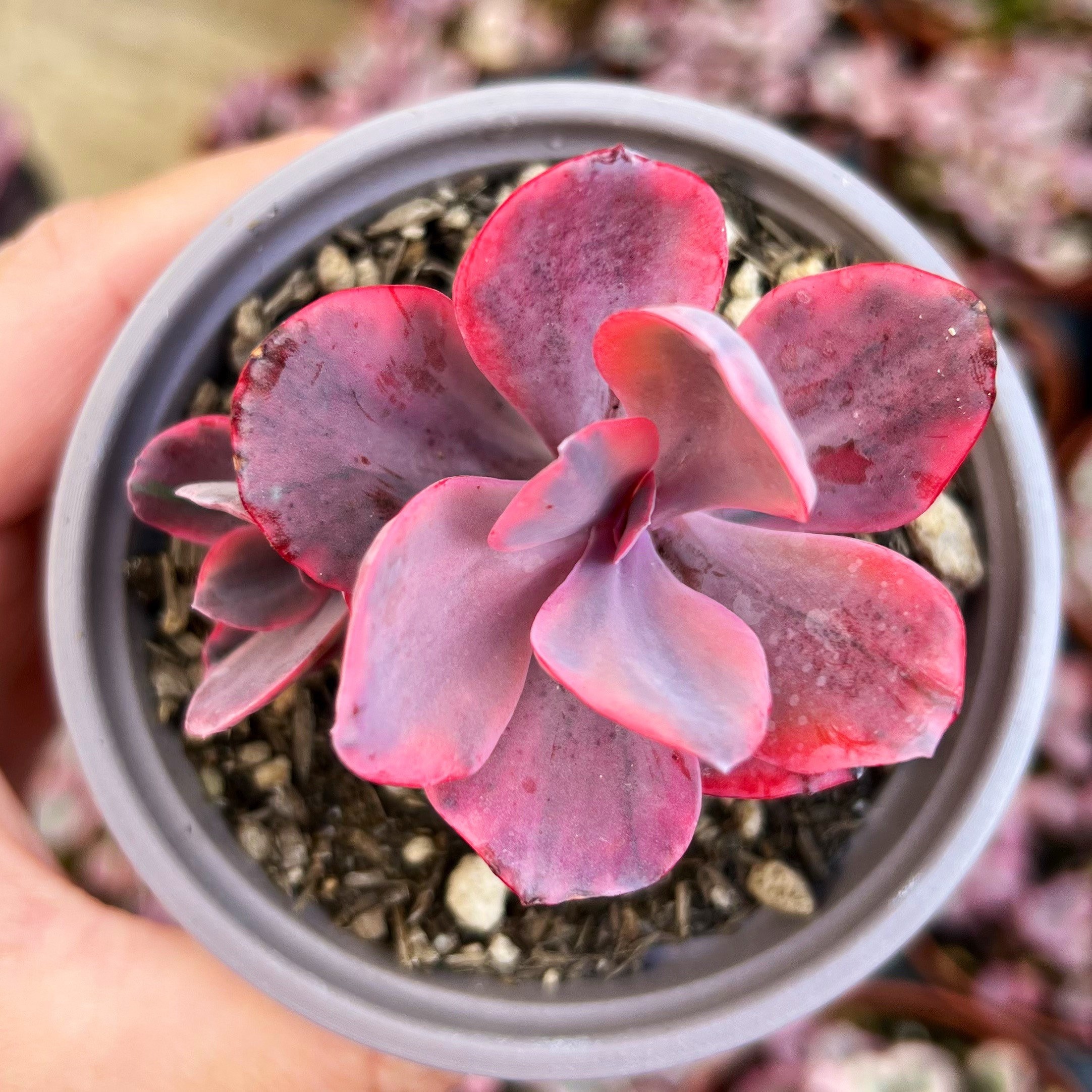 sunburst succulents Aeonium Sunburst – Plants Express main image 0