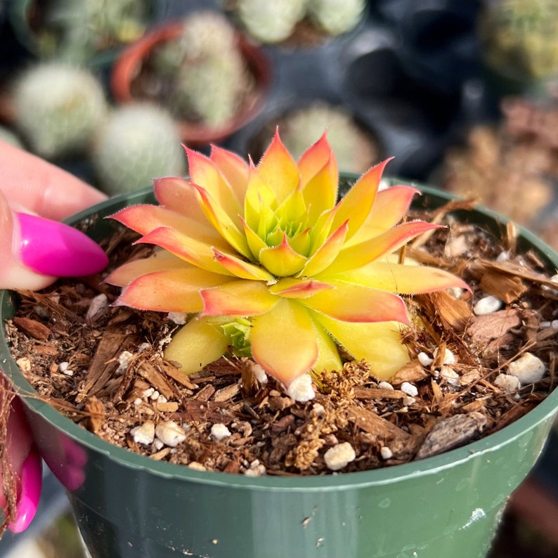 Sempervivum Gold Nugget Succulent Plant - Thumbnail 5