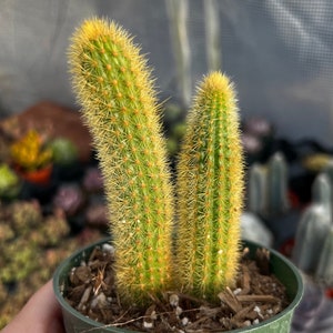 4 Cleistocactus Winteri Golden Rat Tail Cactus - Etsy