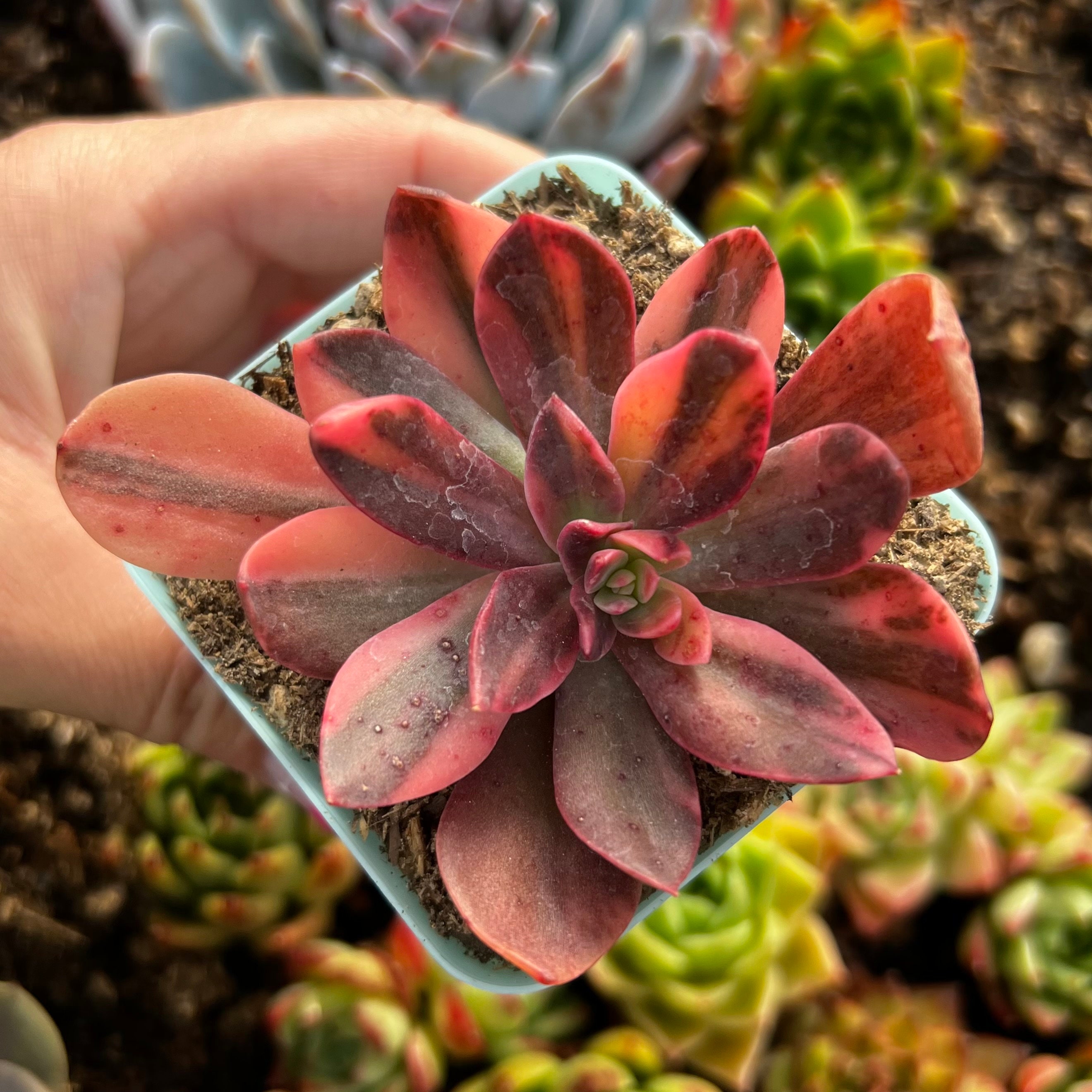 般若錦　Echeveria ‘Hannya’（반야금） Echeveria Hanaikada Variegata / Rare Korean Variegated Succulent