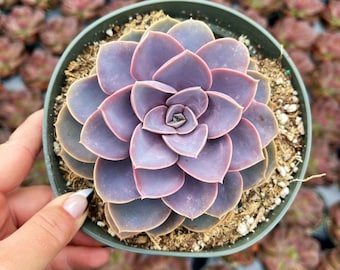 6” Large Purple Echeveria Perle Von Nurnberg