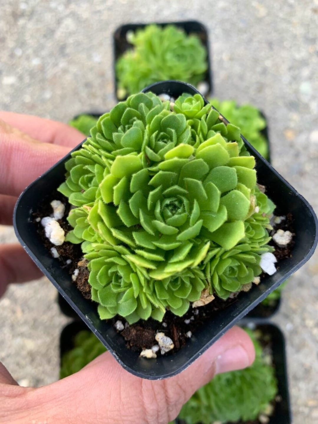 2” Rosularia Platyphylla - Etsy