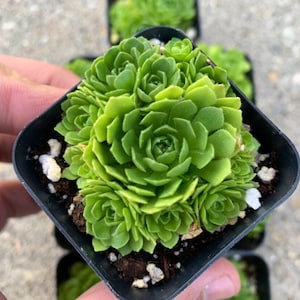 Rosularia platyphylla