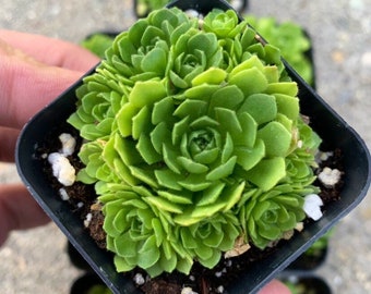 Rosularia platyphylla