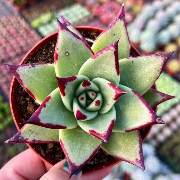 4” Echeveria Agavoides Ebony