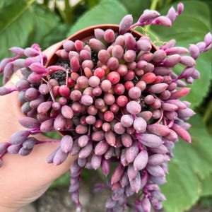 Othonna Capensis String of Rubies  Ruby Necklace Succulent, Trailing  Purple Plant in 3.5 Pot - Etsy