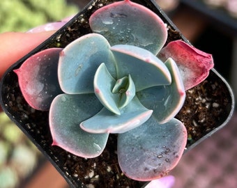 2” Echeveria Blue Sky