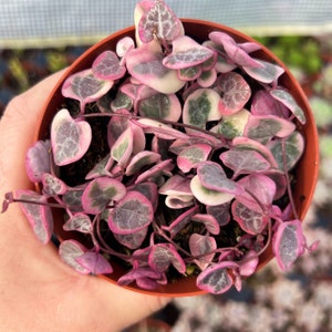 4 Variegated String of Hearts / Ceropegia Woodii Variegata image 1