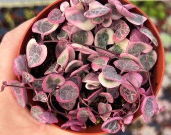 4” Variegated String of Hearts / Ceropegia Woodii Variegata
