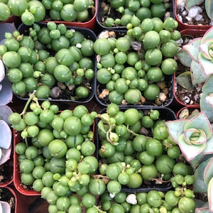 May include: Overhead view of several small black pots filled with String of Pearls succulents. The plants have bright green, spherical leaves with a dark green line. Other succulents are visible in the background.