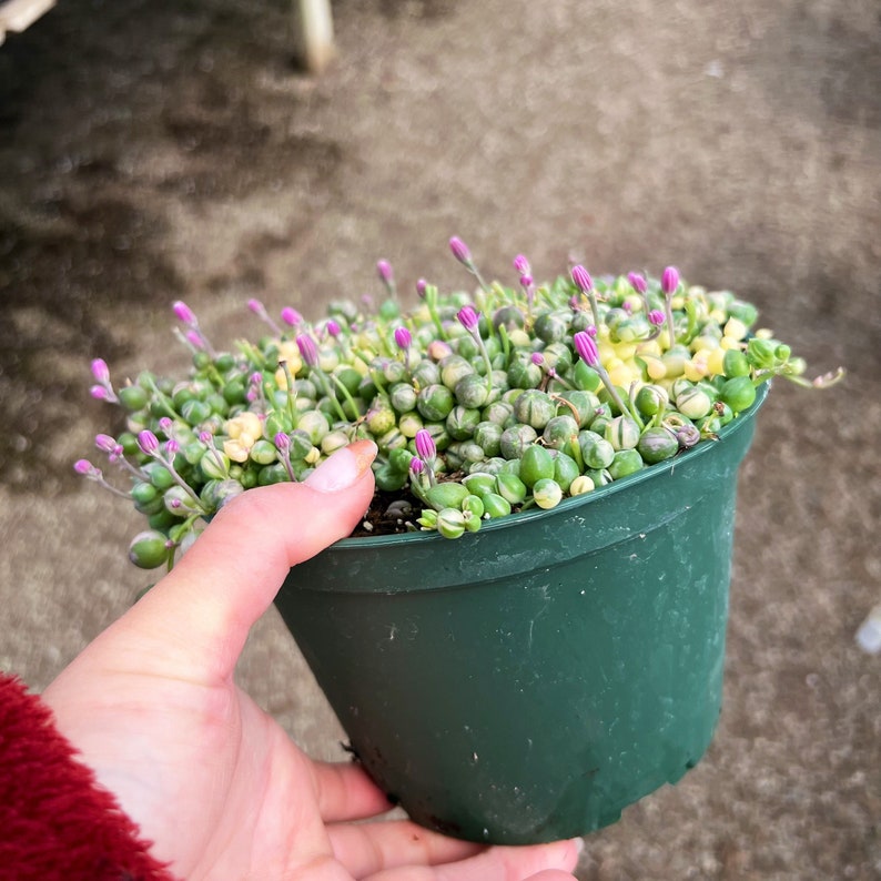 Variegated String of Pearls – Rare Succulent in 6” Pot – Indoor Trailing Plant image 4