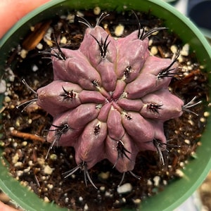 4” Neochilenia Jussieul Cactus / Purple
