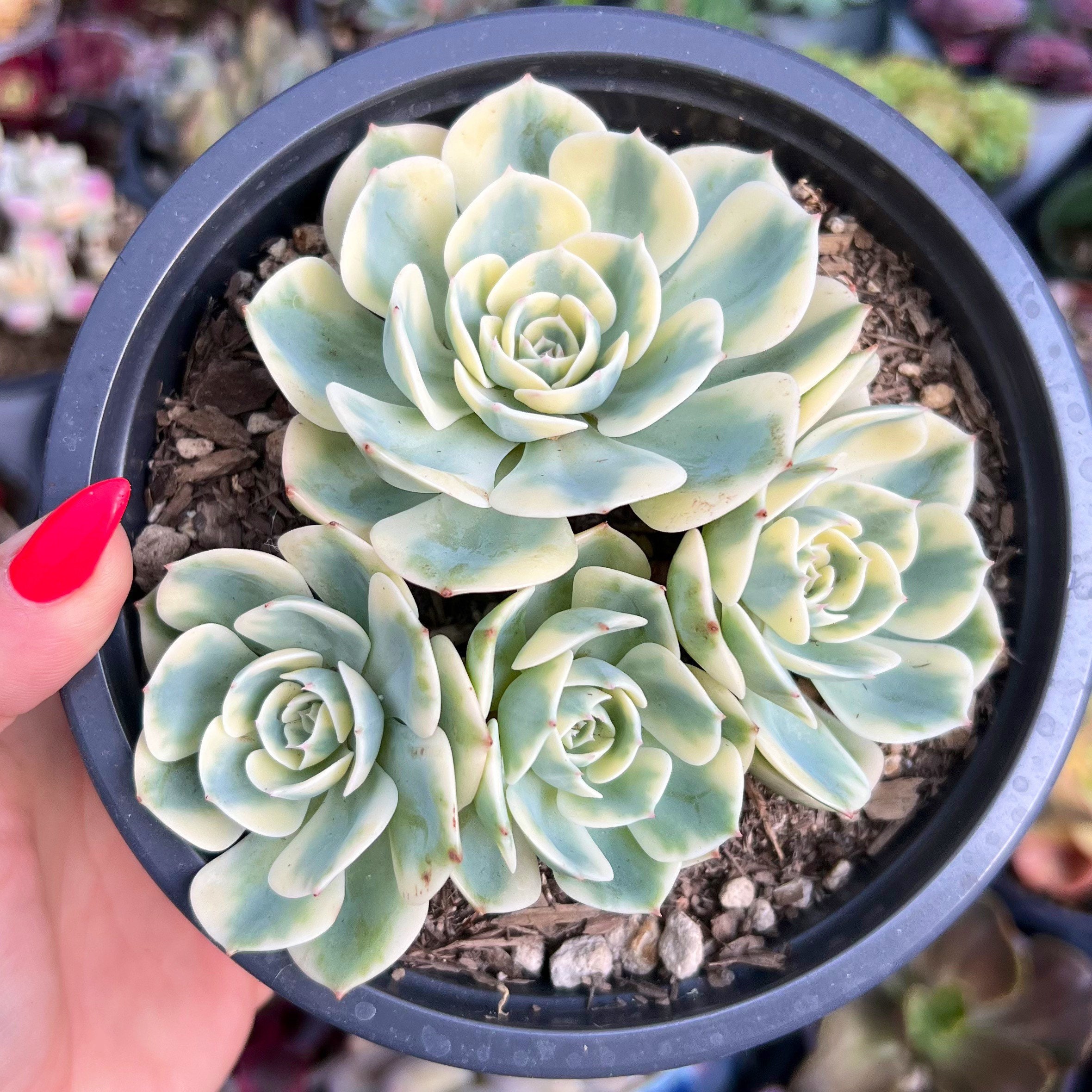 Echeveria Compton Carousel Cluster / Rare Korean Variegata