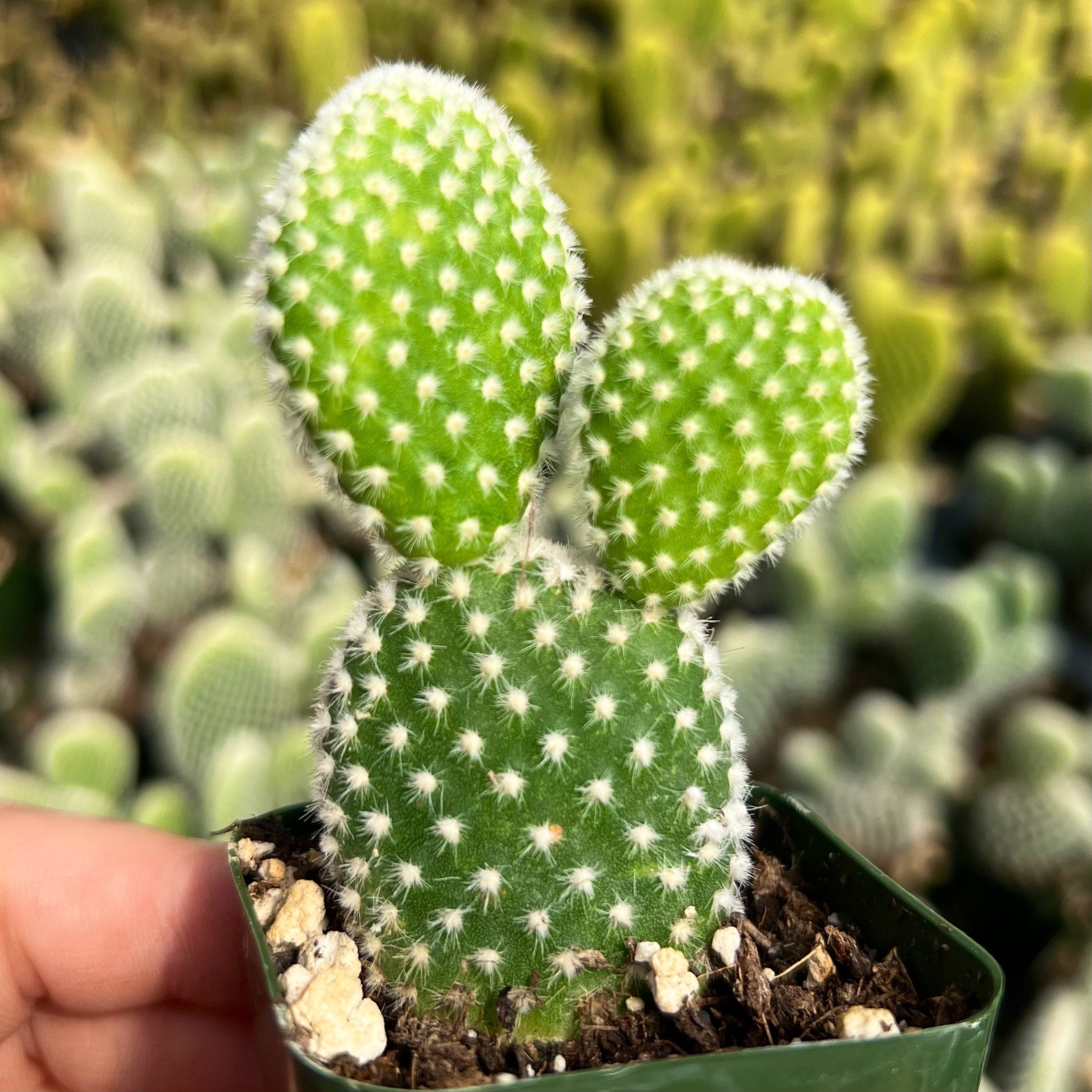 Cactus Bunny Ears (Opuntia Microdasys) Assorted 2.25”