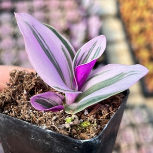2” Tradescantia Nanouk