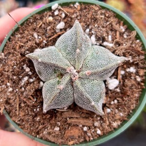 4” Bishops Cap Cactus Astrophytum Myriostigma