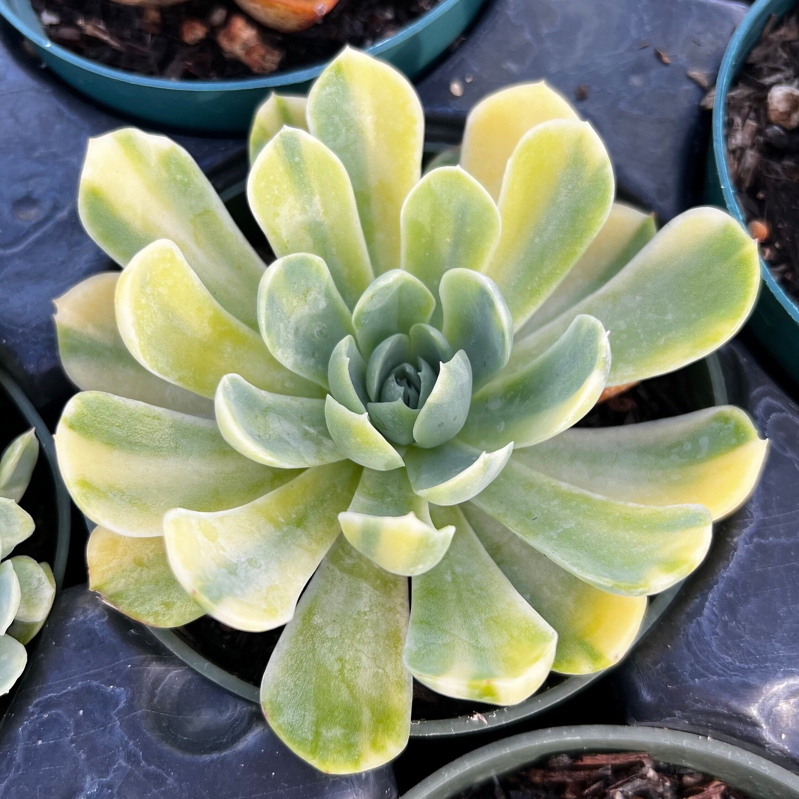 4” Echeveria Elegans Raspberry Ice Variegata / Rare Korean
