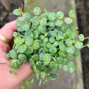 May include: Close-up of a String of Turtles plant, featuring small, round, green leaves with intricate patterns. The plant is held in a hand, showcasing its delicate texture and vibrant color. The leaves are approximately 0.5 inches in diameter.