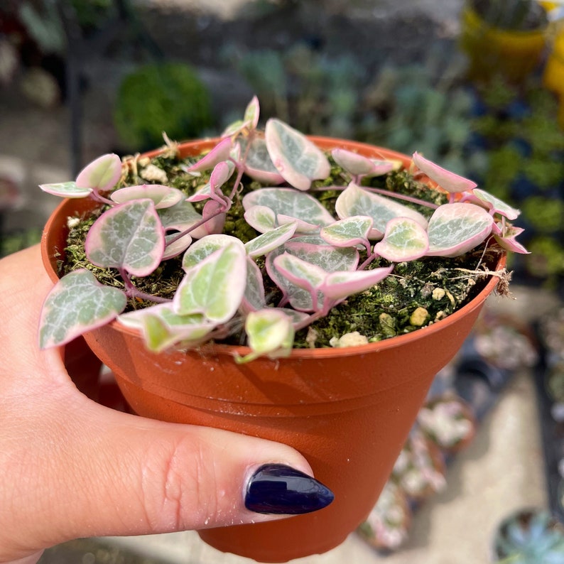 4 Variegated String of Hearts / Ceropegia Woodii Variegata image 6