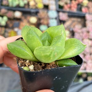 2 Haworthia Cuspidata / Indoor Low Light Succulent Plant Bild 3