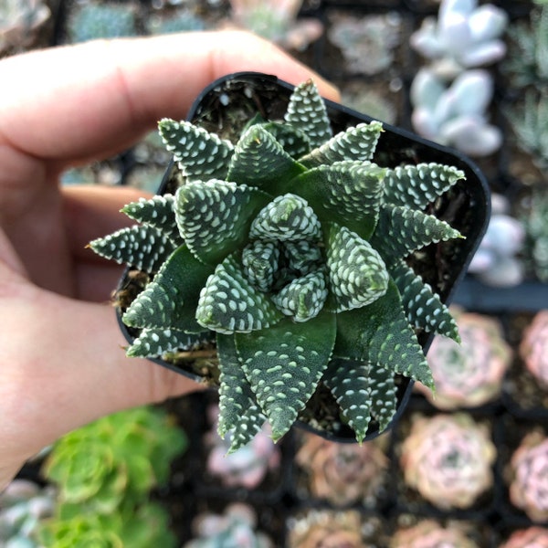 2" Haworthia Royal Albert / Indoor Garden