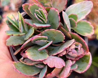 4” Kalanchoe Fedtschenkoi Lavender Scallops