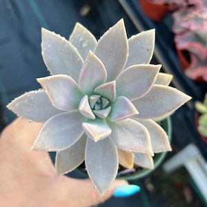 May include: A close-up of a succulent plant with pale green and pink-tinged leaves. The plant is in a small green pot and has water droplets on its leaves. The succulent has a star-like shape, with the leaves radiating outwards.