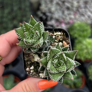 2 Haworthia Coarctata Indoor Low Light Succulent Plant image 2