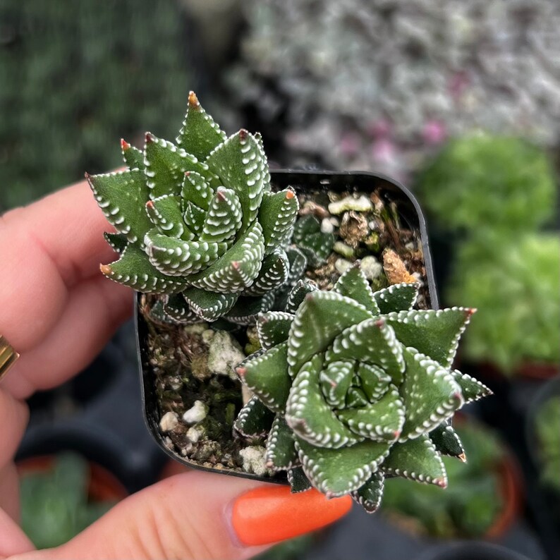 2 Haworthia Coarctata Indoor Low Light Succulent Plant image 2