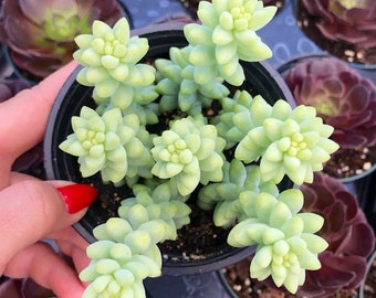 4" Sedum Burrito / Donkey Tail Trailing Succulent Plant