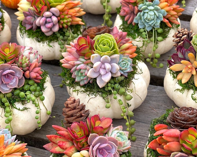 White Chubby Pumpkin Succulent Arrangement: Fall Thanksgiving Centerpiece