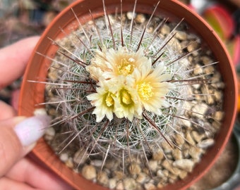 4” Cactus with Yellow Blooms