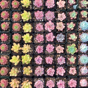 5/10 2 Assorted Colorful Succulents Plants / Potted image 4