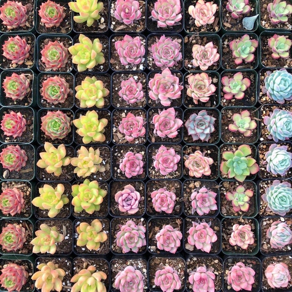 510 2 Assorted Colorful Premium Succulents Plants Potted