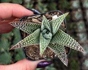 2” Gasteria Limifolia / Indoor Low Light Succulent Plant