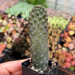 May include: A green cactus with white spots in a black plastic pot. The cactus is tall and slender with a rounded top.