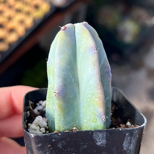 2” Blue Candle Cactus / Myrtillocactus Geometrizans. Succulent Plant
