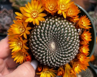 4” Rebutia Heliosa Cactus with Orange Blooms