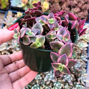 Planta suculenta Crassula Pelucida Variegata / Pink Calico Kitten de 4"